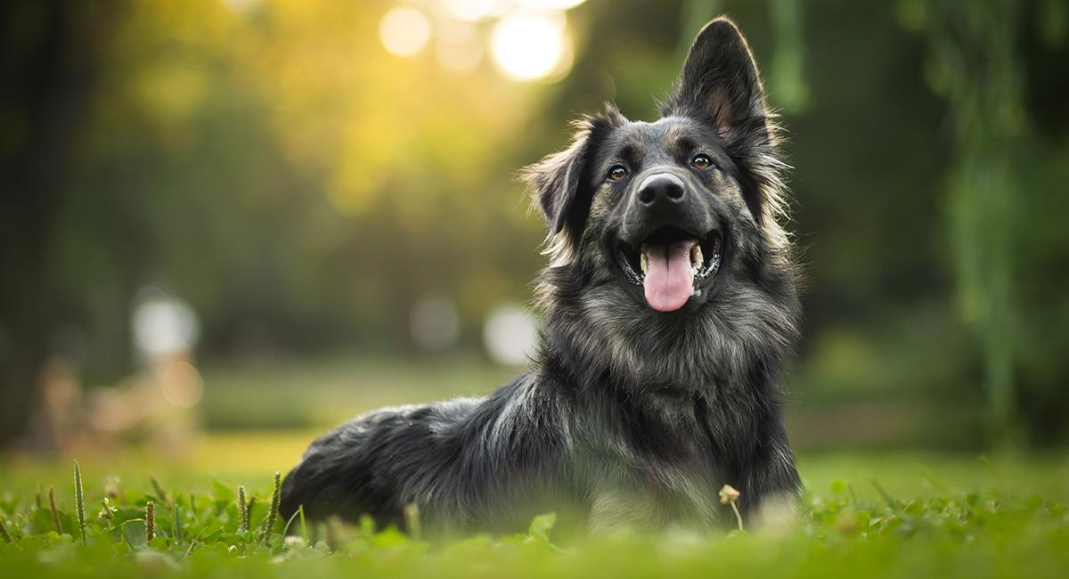 Conoce el estado de ánimo de tu perro interpretando sus posturas. Foto: Shutterstock