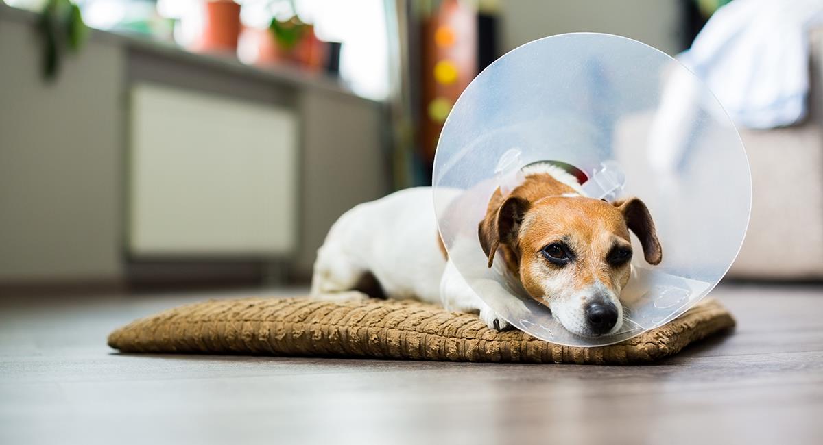 Hombre se puso un cono en su cuello para solidarizarse con su perro. Foto: Shutterstock