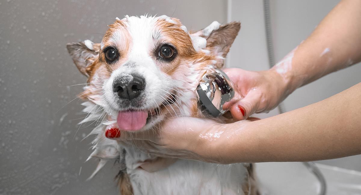 Experto comparte consejos para bañar correctamente a tu perro. Foto: Shutterstock