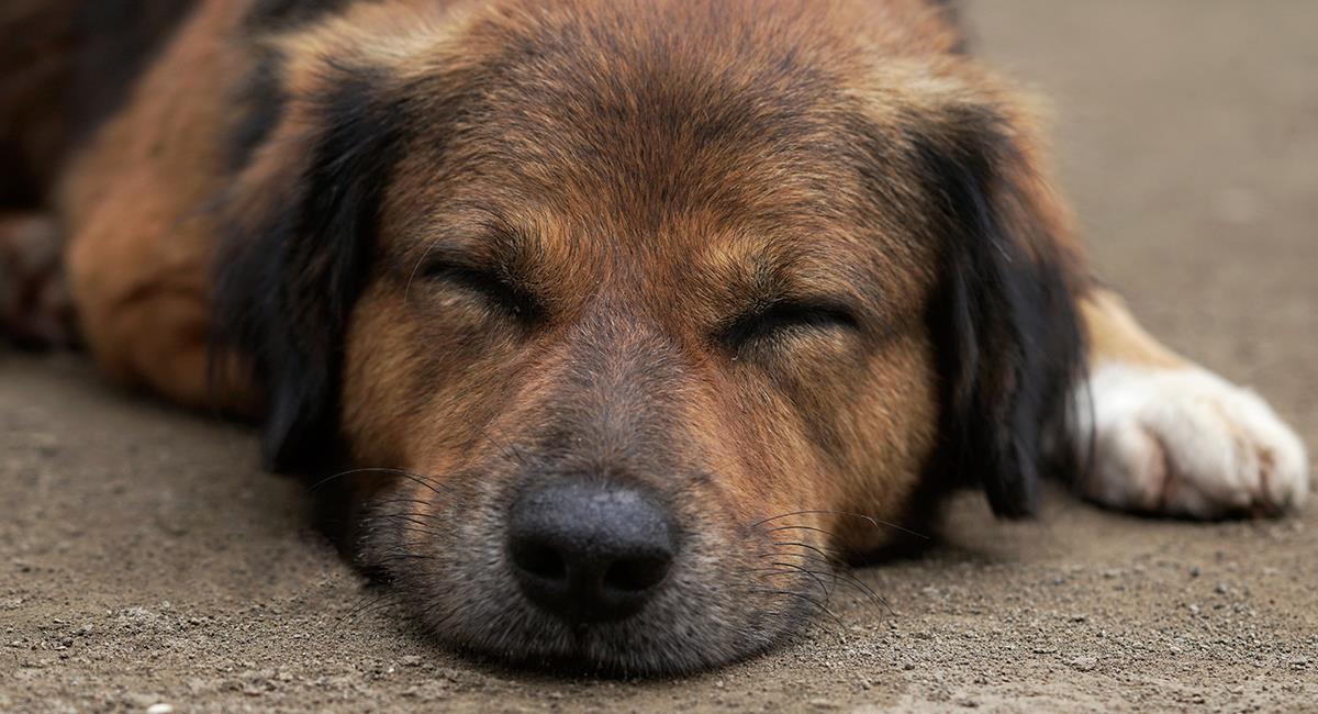 Así puedes ayudar a un perro o gato que ha sido envenenado. Foto: Shutterstock
