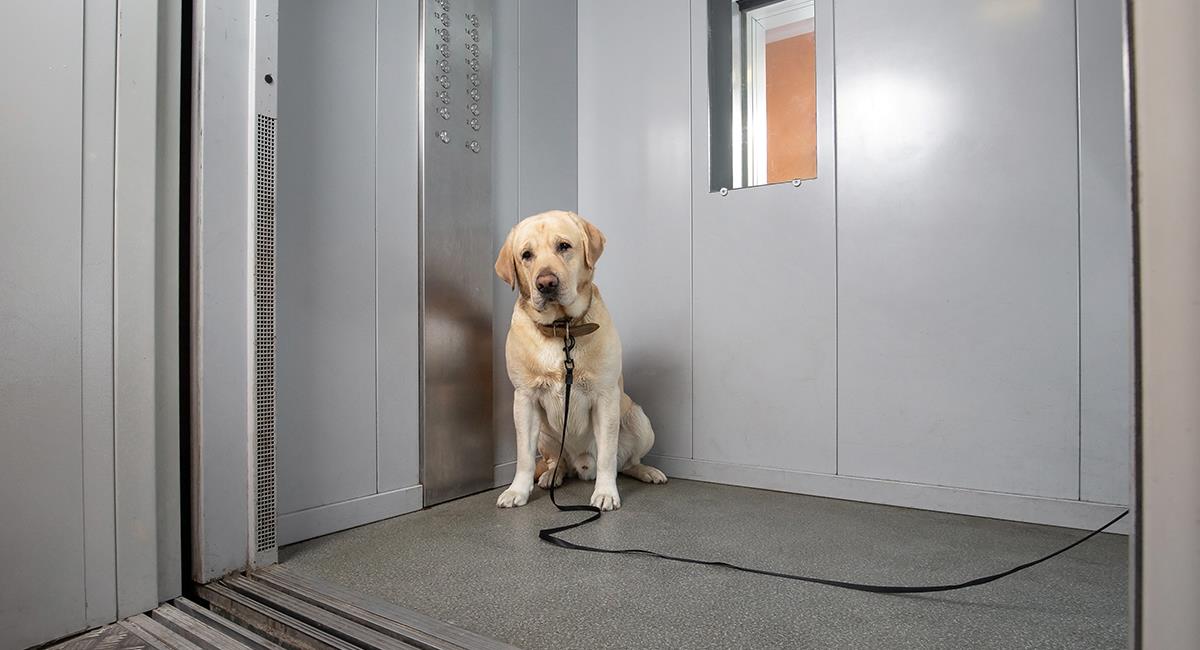 Quedó grabado: denuncian a hombre que golpeó a un perro en un ascensor. Foto: Shutterstock