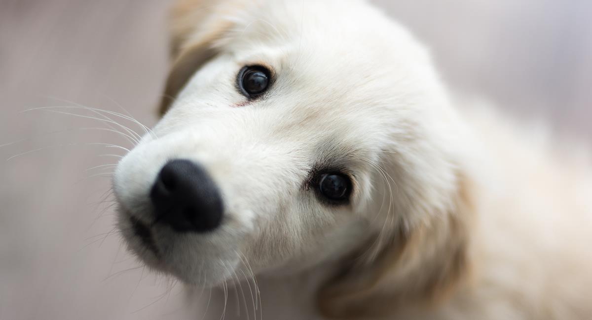 Expertos revelan lo que se esconde tras la tierna mirada de los perros. Foto: Shutterstock