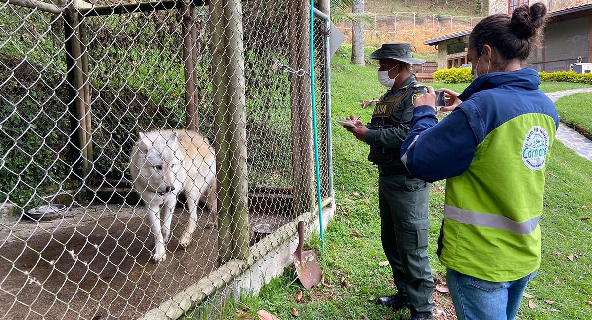Misterio resuelto: revelan si animal en cautiverio en Rionegro es o no un lobo. Foto: Twitter @cornare