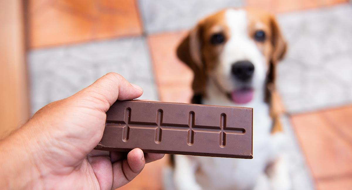 6 objetos que tienes en casa y pueden ser peligrosos para tu perro. Foto: Shutterstock