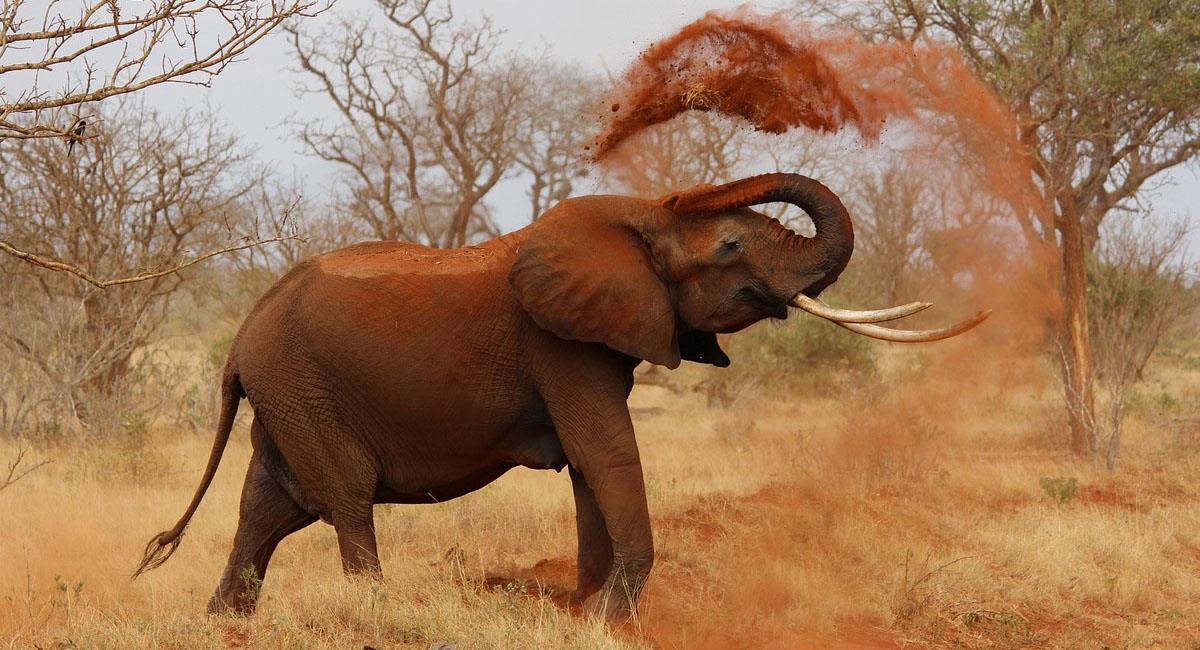 Los elefantes suelen enfadarse cuando sienten invadido su territorio. Foto: Twitter
