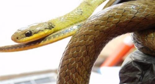 Serpiente que se creía extinta fue hallada en patio taller del Metro de Bogotá