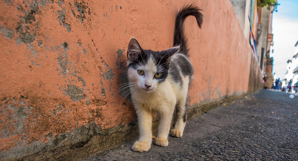 Gatos ya no podrán caminar libres en las calles de Australia a partir de julio. Foto: Shutterstock