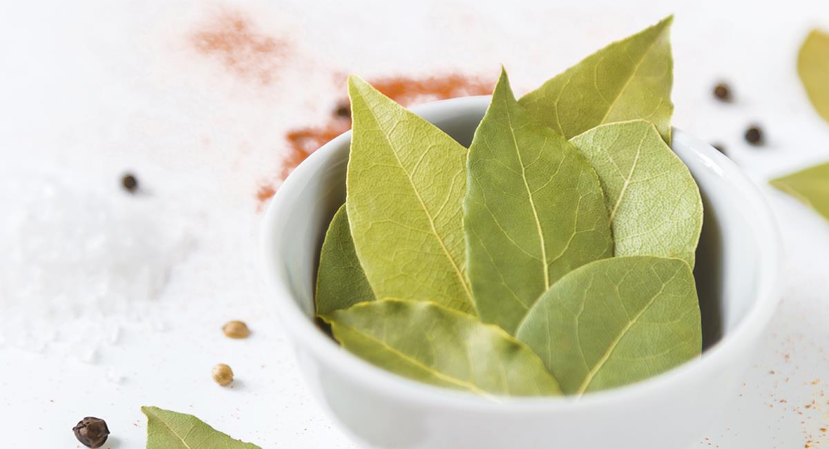 Plantas medicinales: 7 increíbles beneficios del laurel fuera de la cocina. Foto: Shutterstock