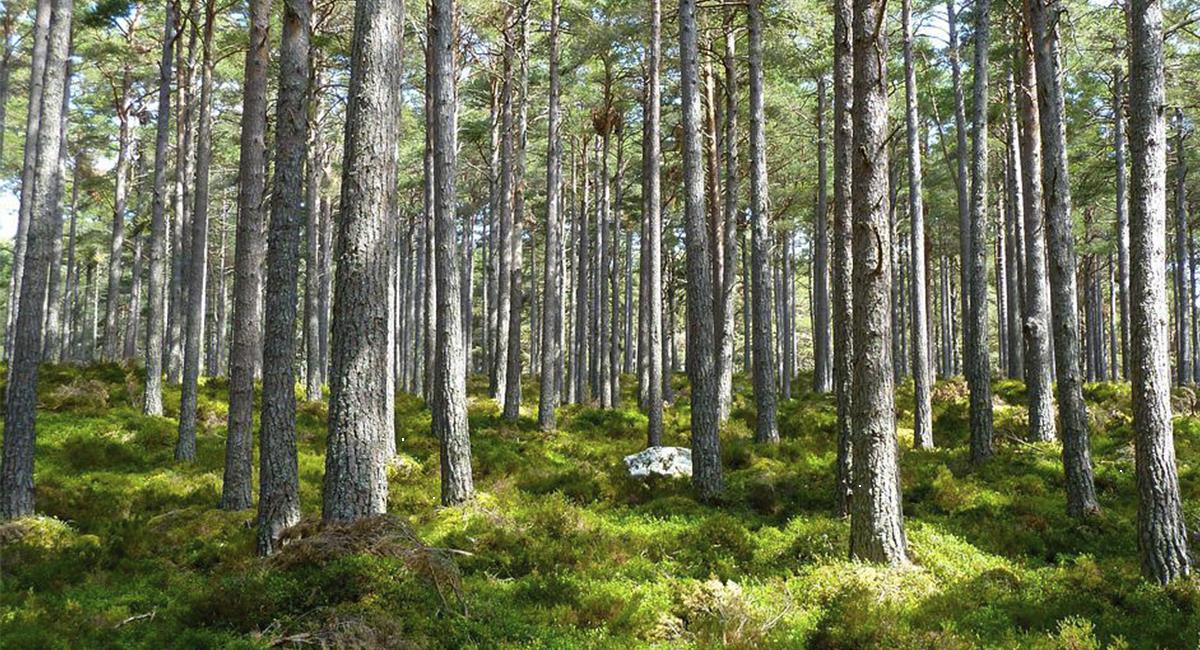 Bosque con naturaleza. Foto: Pixabay