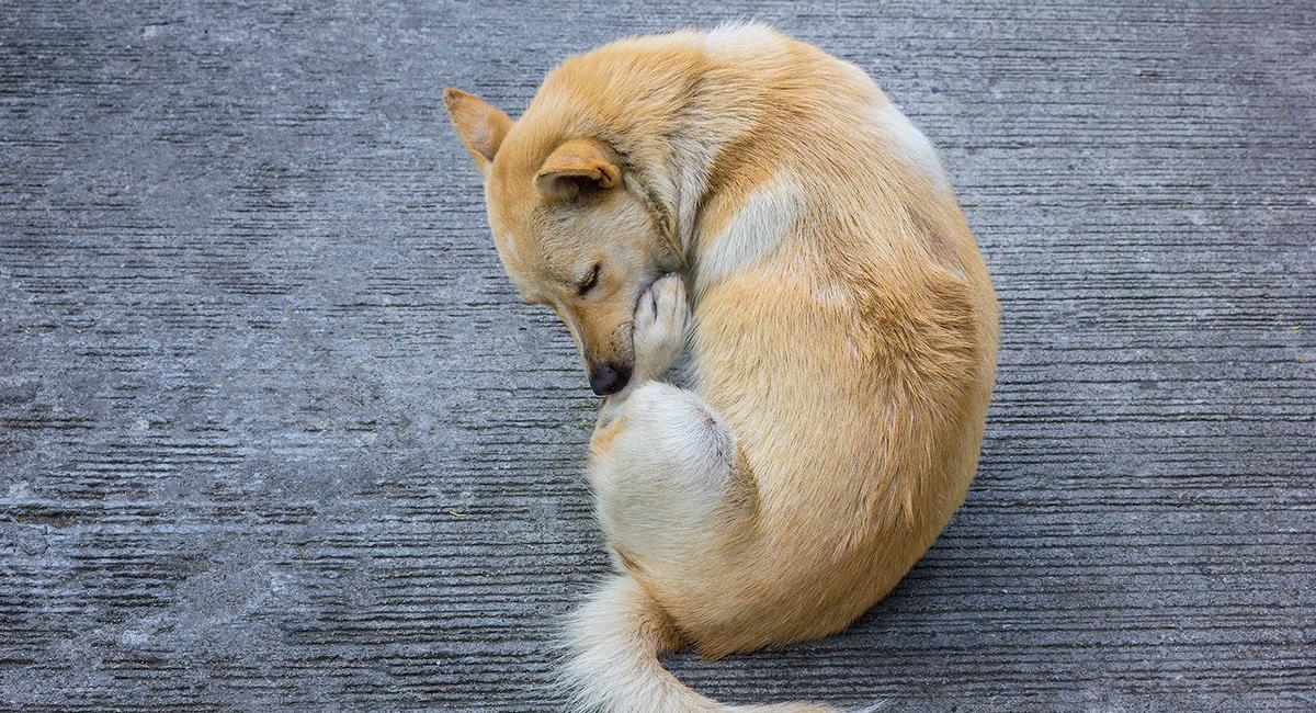 Expertos revelan por qué los perros suelen lamerse las heridas. Foto: Shutterstock