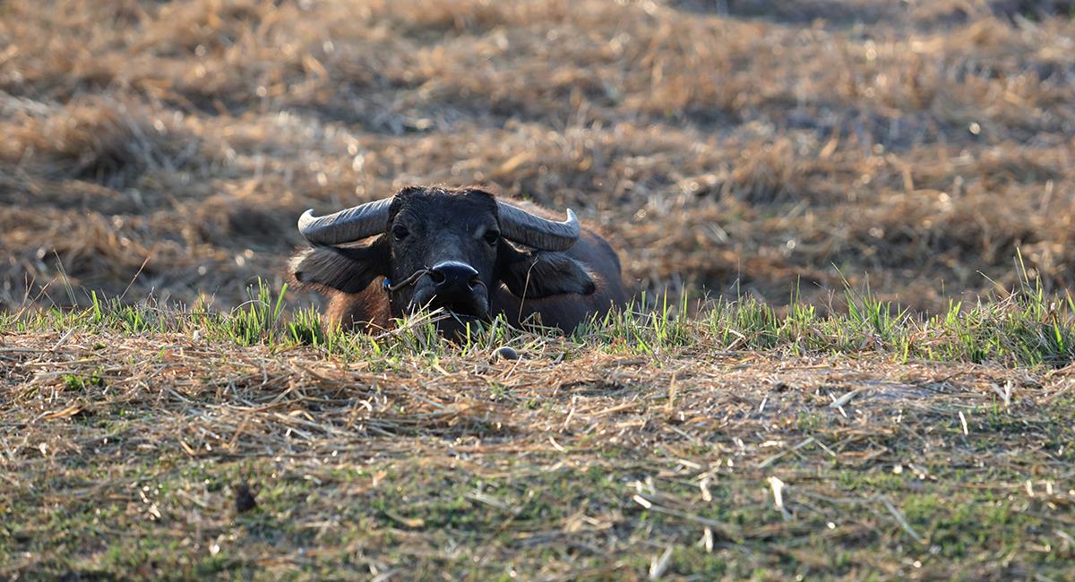 Indignante: maltratan a un búfalo con golpes y mordiscos por matar a 5 novillos. Foto: Shutterstock