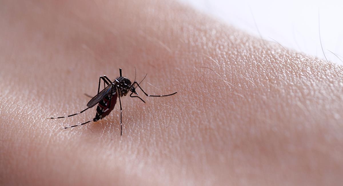 Alerta por la presencia de dos variantes de dengue en una ciudad de Colombia. Foto: Shutterstock
