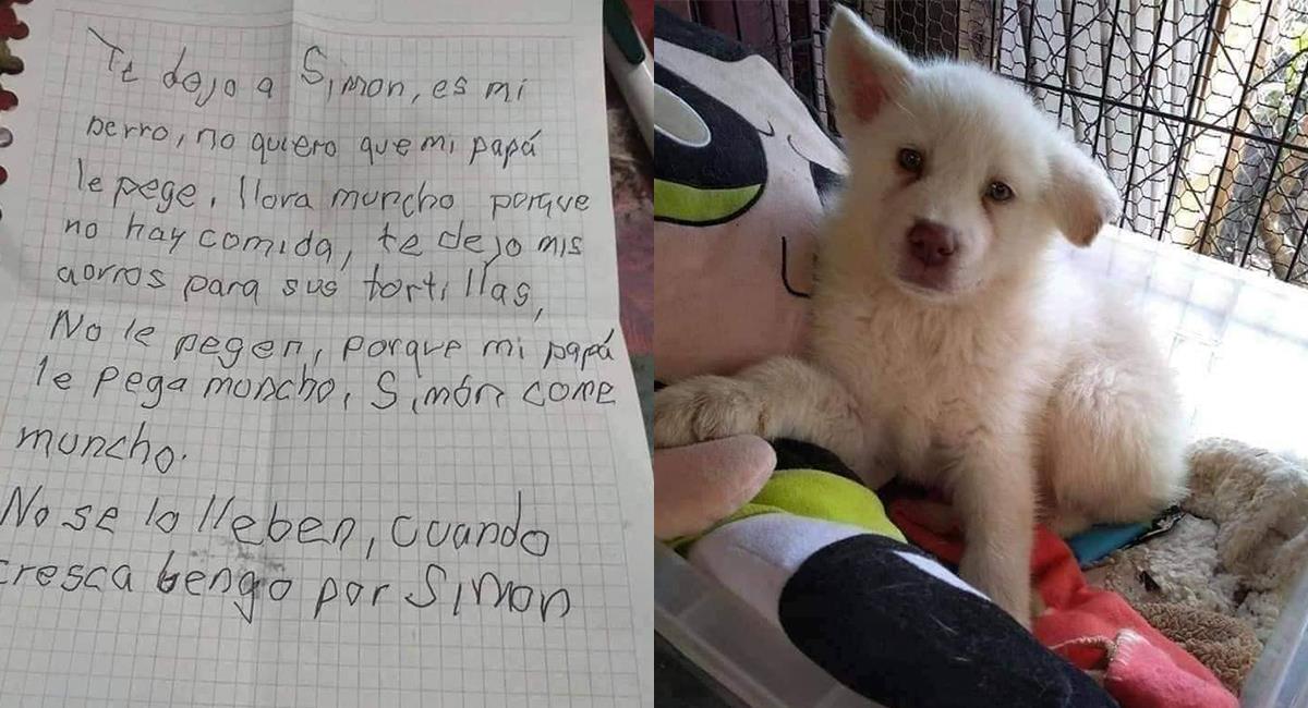 Así luce Simón, el perro que un niño dejó en un albergue para que su papá no le pegara. Foto: Facebook /Mar Guerrero