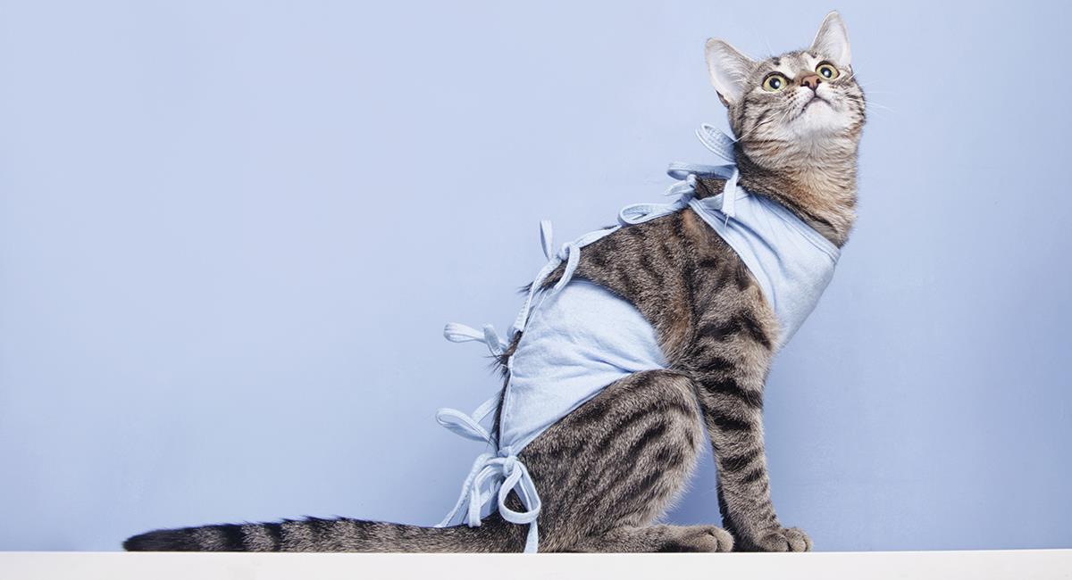 Esterilización gratis para perros y gatos: abren nuevos turnos para mayo. Foto: Shutterstock