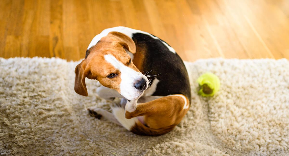 Experto revela las claves para evitar o eliminar las pulgas y garrapatas en tu mascota. Foto: Shutterstock