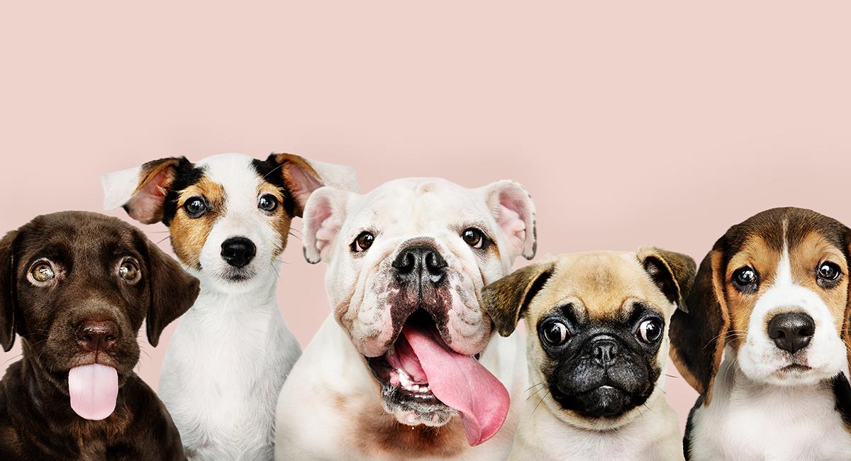 Estudio revela las razas de perro con mayor y menor esperanza de vida. Foto: Shutterstock