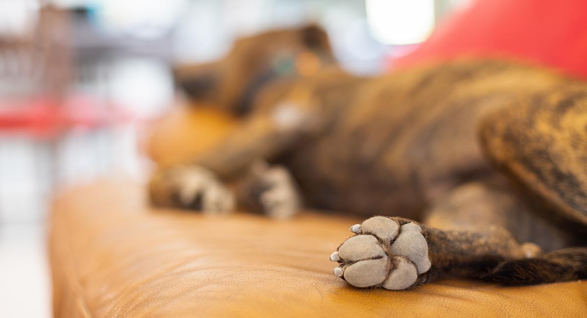Indignante: hombre acabó con la vida de su propio perro para comérselo. Foto: Shutterstock