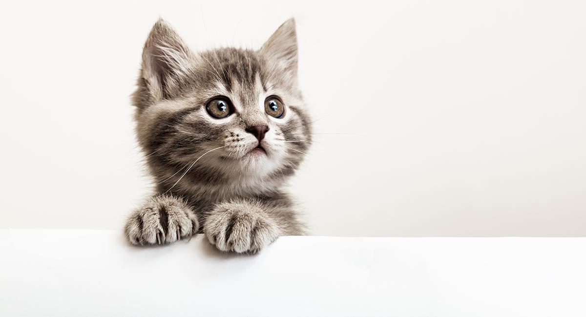 No creas todo lo que oyes: 4 mitos sobre los gatos que debes conocer. Foto: Shutterstock