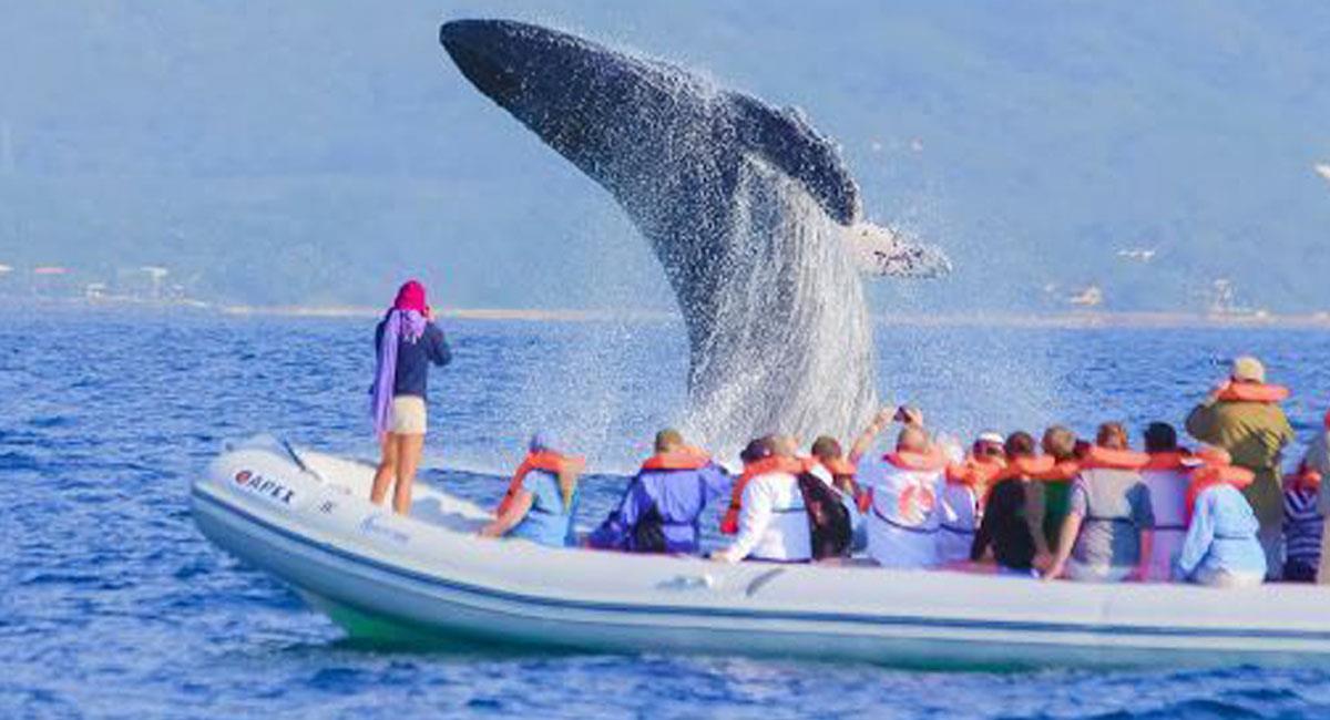 Las ballenas pueden sentirse amenazadas durante los avistamientos, por eso se recomienda guardar distancia. Foto: Twitter @diariovallarta