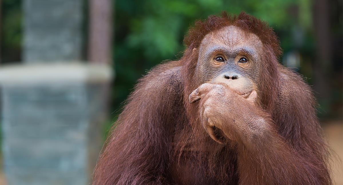 Viruela del simio: la extraña infección que pone en riesgo a los seres humanos. Foto: Shutterstock