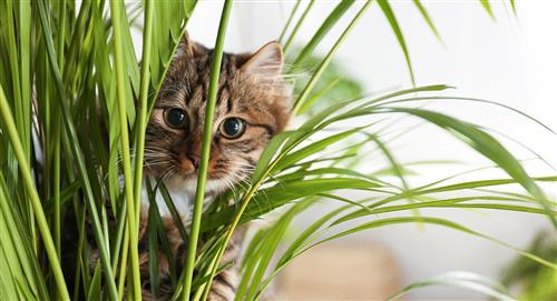 7 plantas que no son tóxicas para los gatos