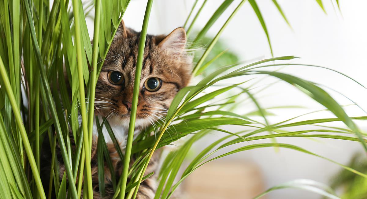 Estas son 7 plantas que puedes tener en casa si vives con un gato. Foto: Shutterstock