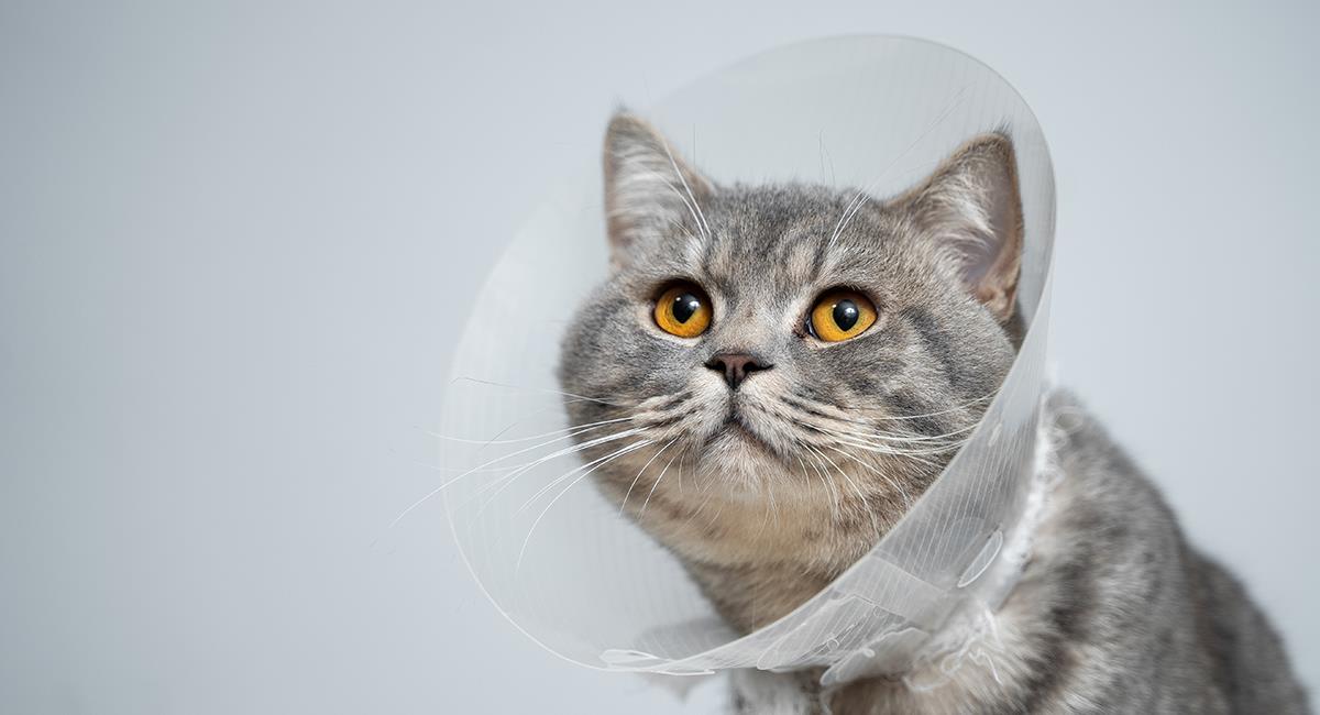 Así puedes esterilizar gratis a tu perro o tu gato en junio. Foto: Shutterstock