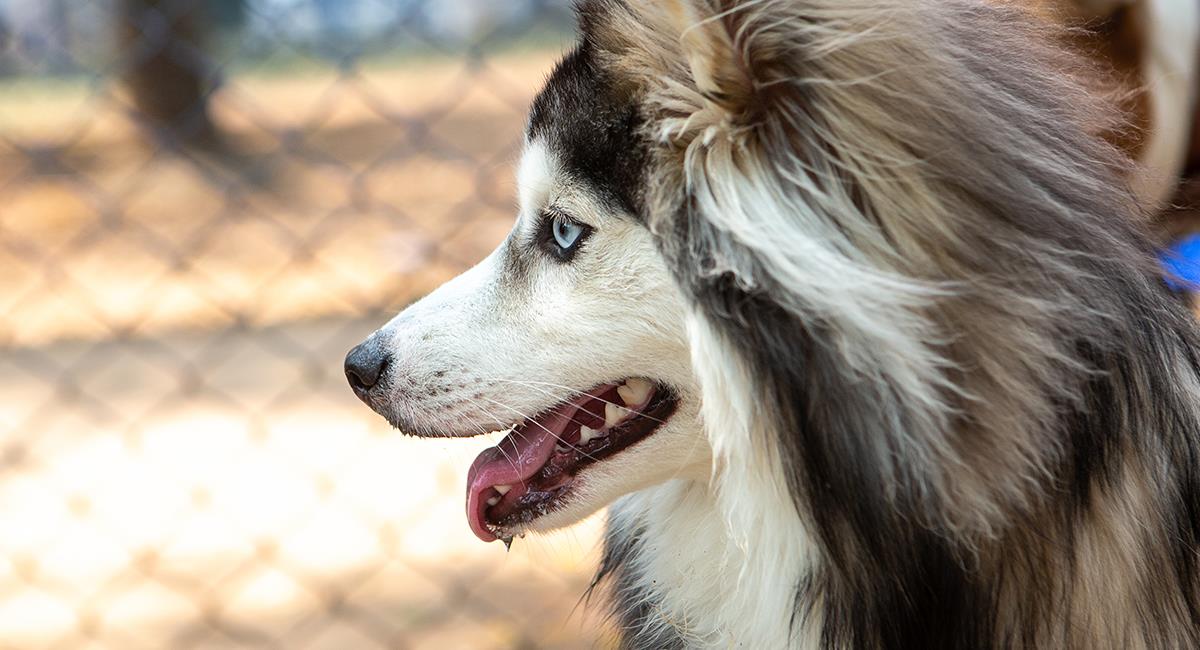 Trágico incidente: 18 perros de un criadero canino murieron en un incendio. Foto: Shutterstock