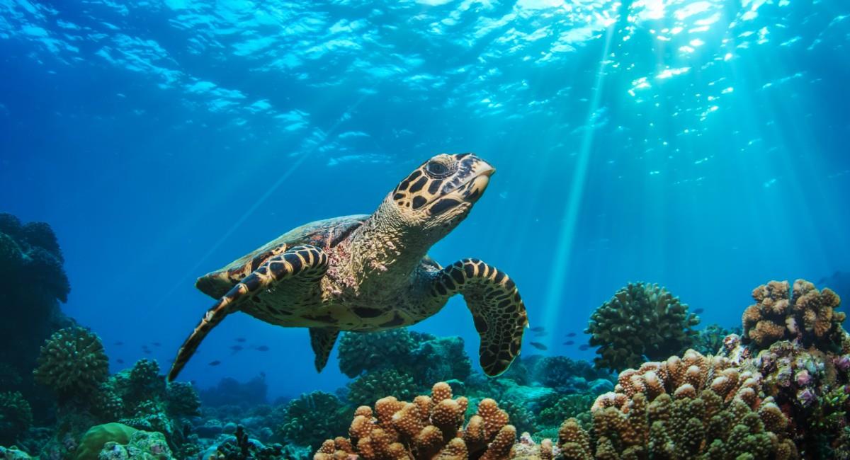 Protección a tortugas Carey por medio de una aplicación. Foto: Shutterstock