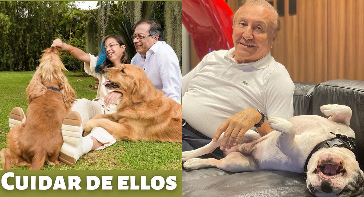 Narcojosé, Oreo, Phillipe y Tequila: así son las mascotas de los candidatos presidenciales. Foto: Instagram @gustavopetrourrego @narcojosethefrenchie