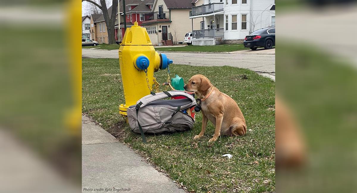 Con una maleta y una nota, encuentran a una perrita atada a un hidrante. Foto: Facebook /Wisconsin Humane Society
