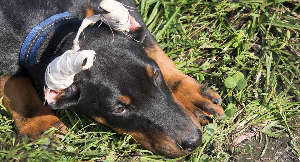 Estudian demanda que busca sancionar a quienes corten la cola o las orejas de un perro. Foto: Shutterstock
