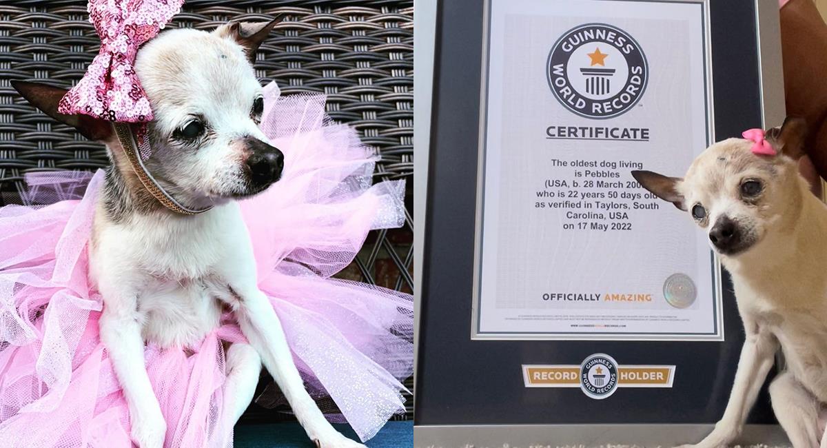 Conoce la edad de Pebbles, la perrita que recibió el récord Guinness a la más longeva. Foto: Instagram @pebbles_since_2000