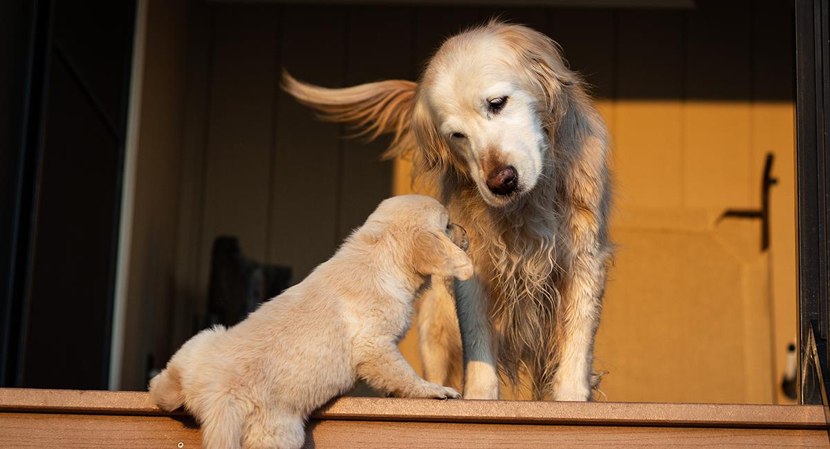 Así fue la tierna reacción de un perro al conocer a “su nuevo hermano”. Foto: Shutterstock