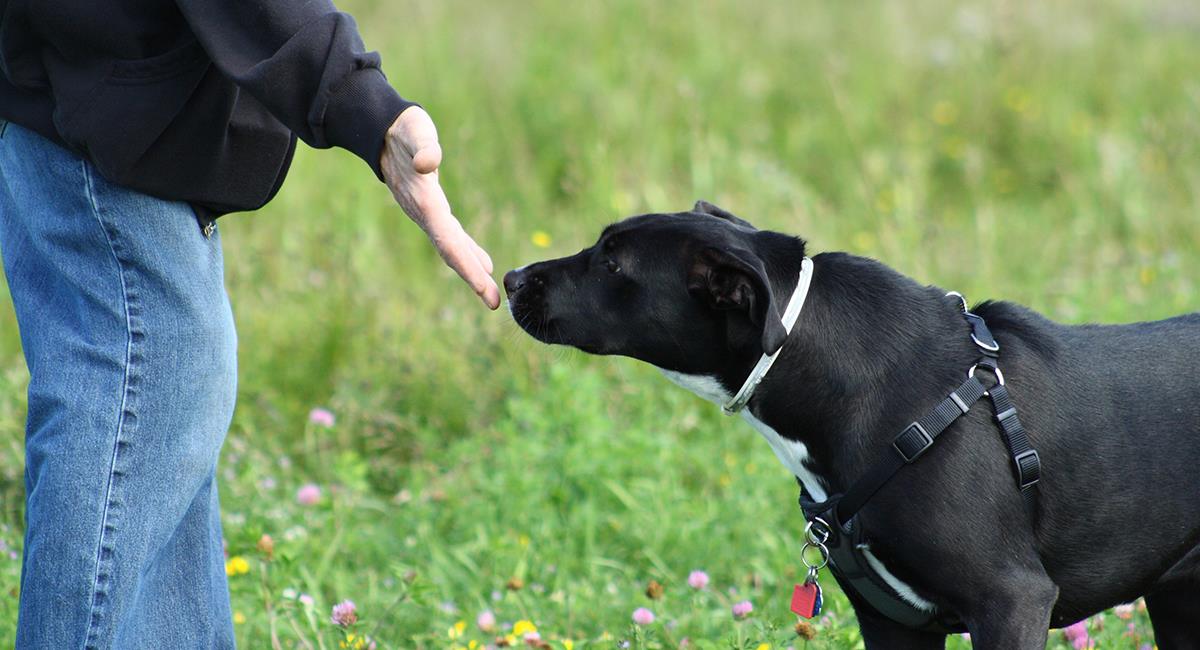 Científicos demuestran la efectividad del olfato de los perros para detectar la COVID-19. Foto: Shutterstock