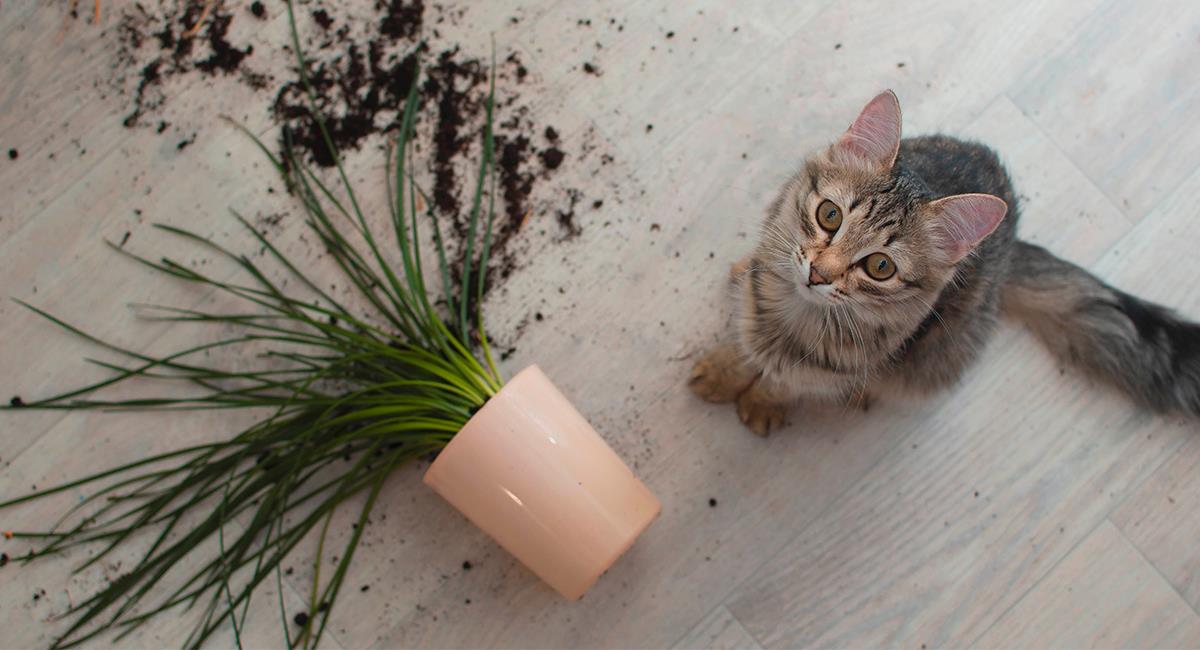 Curiosidades felinas: 4 razones por las que los gatos tiran las cosas al suelo. Foto: Shutterstock