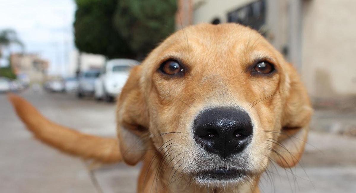 Los perros callejeros son un problema de salubridad en las urbes latinoamericanas debido a su gran número. Foto: Pixabay