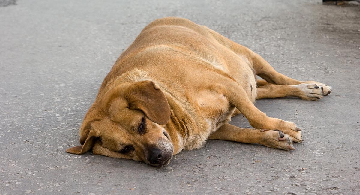 Perrita embarazada perdió a sus cachorros por ataque con granada. Foto: Shutterstock