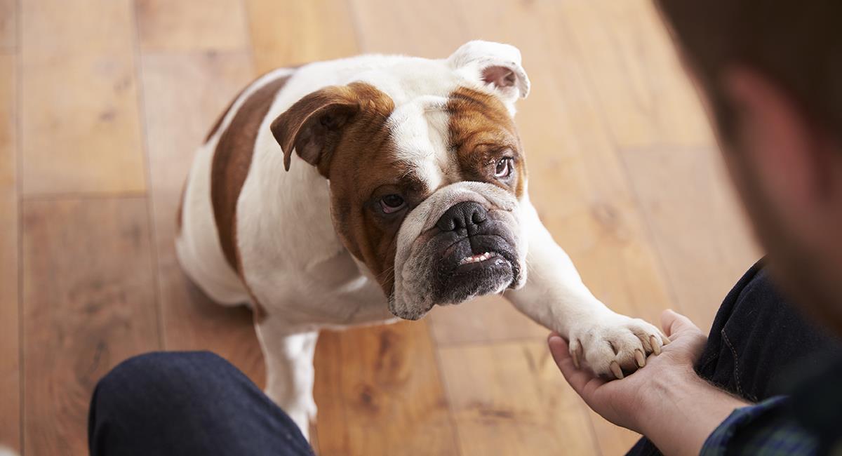 Estudio revela por qué las personas no deberían tener perros de raza bulldog. Foto: Shutterstock