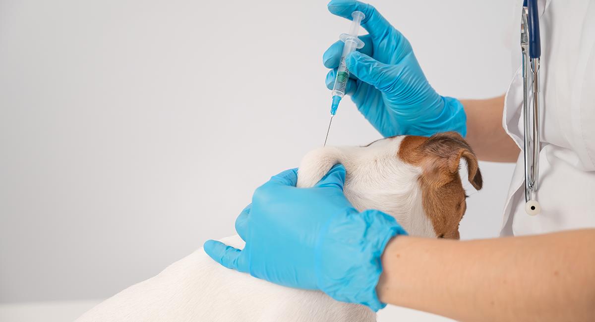 Personas sin autorización van casa por casa vacunando mascotas, y cobran por eso. Foto: Shutterstock