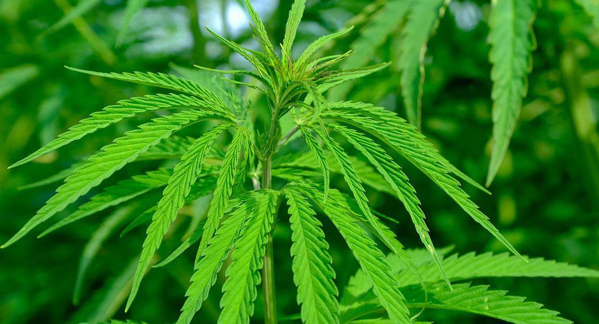 El cannabis y la industria a su alrededor es considerada fuente importante de ganancias en los próximos años. Foto: Pixabay