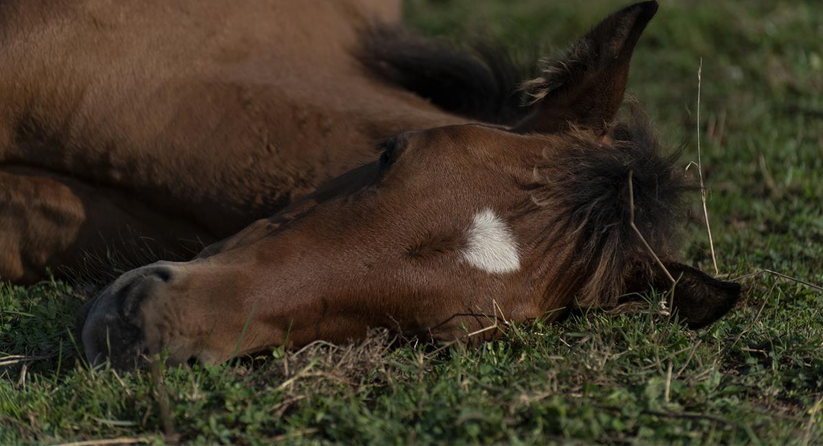 Polémica por muerte de un caballo y varios heridos en cabalgata en Tuluá. Foto: Shutterstock