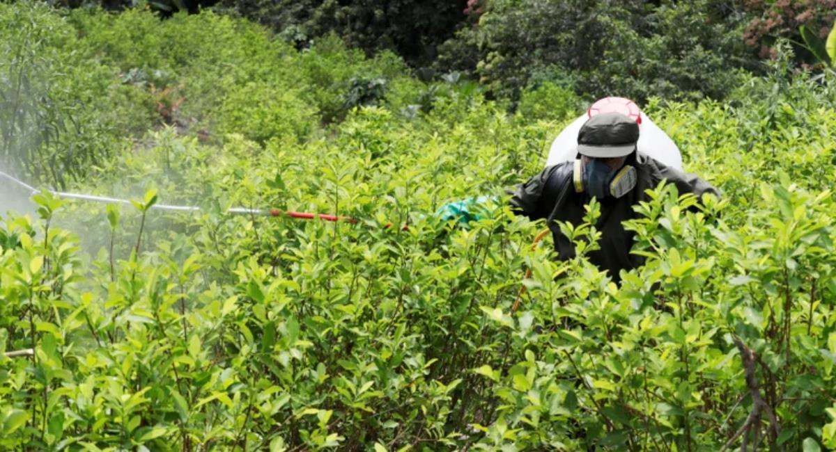 Colombia cultiva menos pero produce más cocaína: Informe de la ONU. Foto: EFE