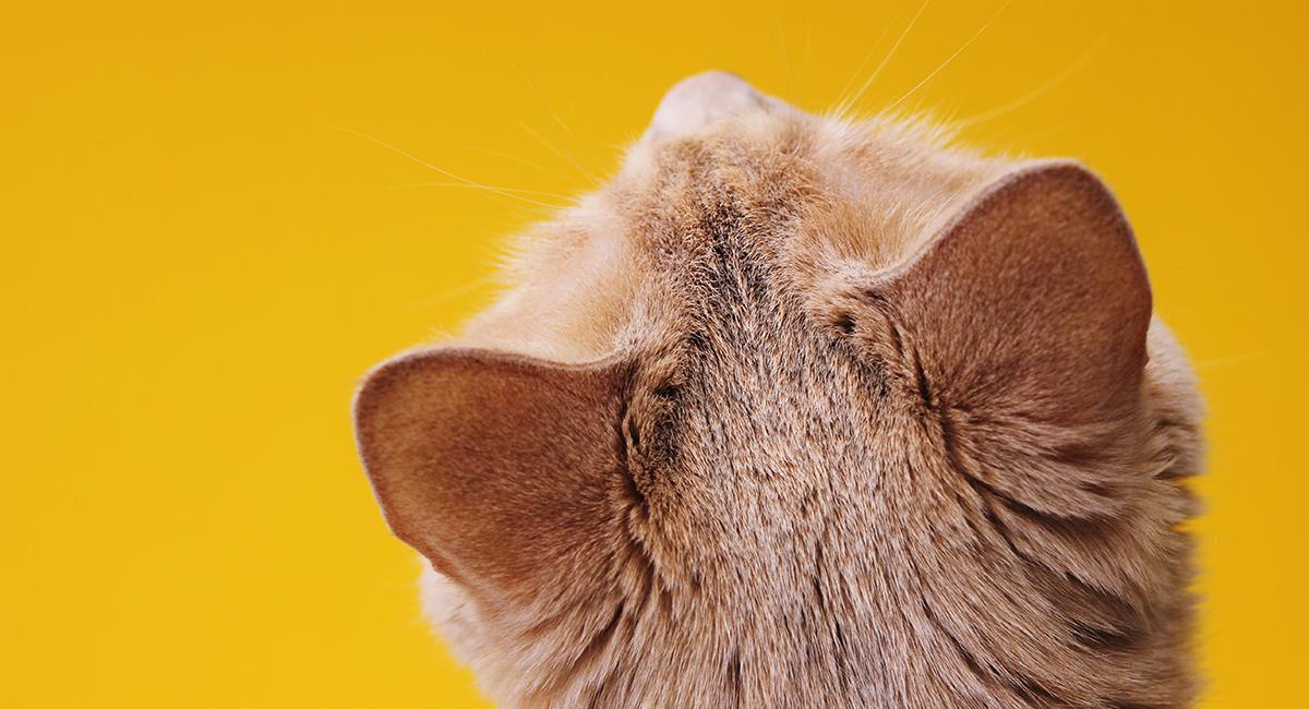 Conoce a Midas, el gato de cuatro orejas que se volvió viral en redes sociales. Foto: Shutterstock