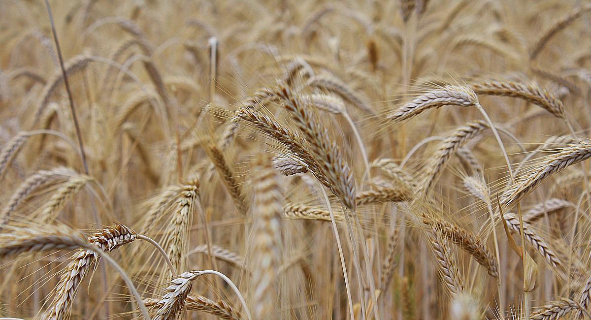 Ucrania es uno de los principales exportadores de cereales del mundo, entre ellos, el trigo. Foto: Pixabay