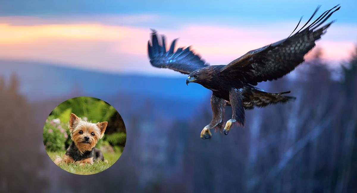 Video: águila intentó llevarse a un perro de 8 meses en el patio de su casa. Foto: Shutterstock