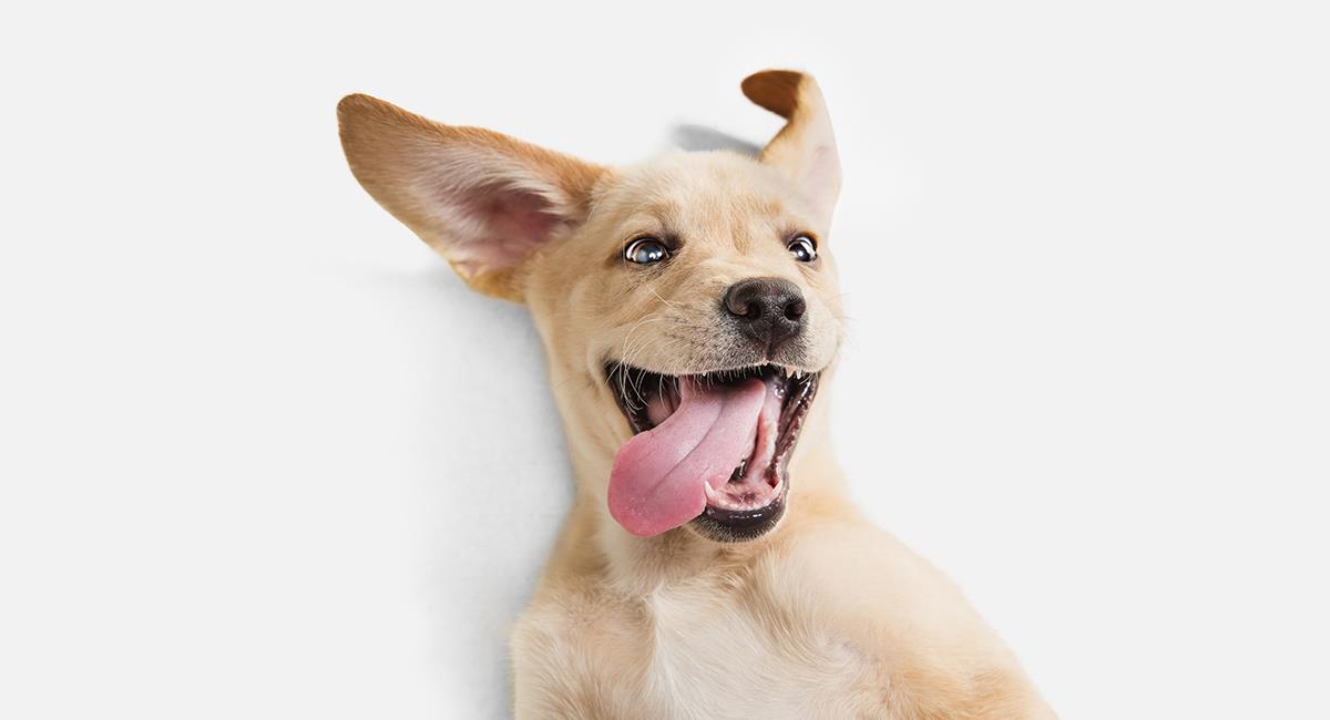 Perro interrumpe una transmisión en vivo: gracias a eso consiguió un hogar. Foto: Shutterstock