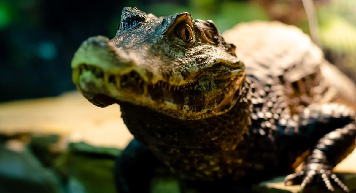 El reptil tiene 7 años. Foto: Shutterstock