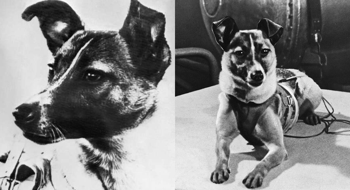 Laika, la perrita que murió al ser enviada al espacio para un experimento. Foto: Twitter @doggyoftheday