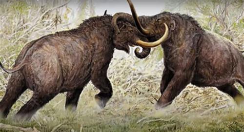 Hallan restos de un mastodonte en el Valle del Cauca